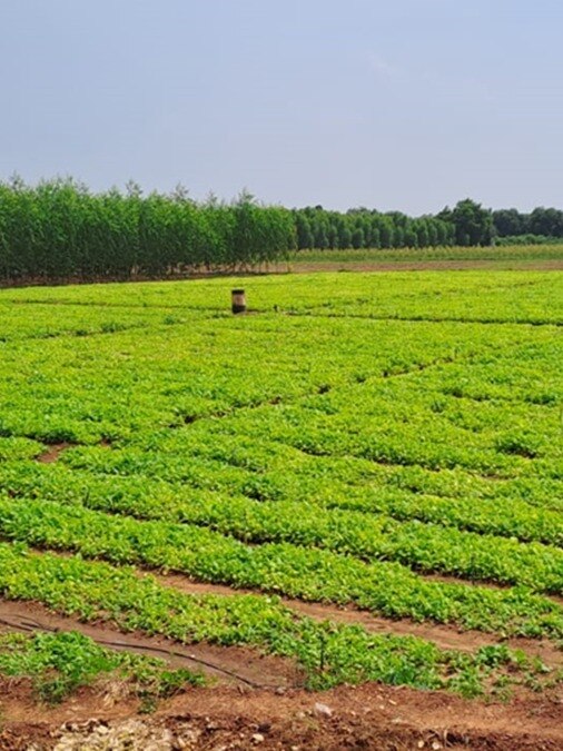 is tobacco farming legal in india the second-largest producer after China, with tobacco grown across multiple states and India accounting for around 9% of global tobacco production, according to IBEF and the Indian Trade Portal 12-year-olds can't buy cigarettes