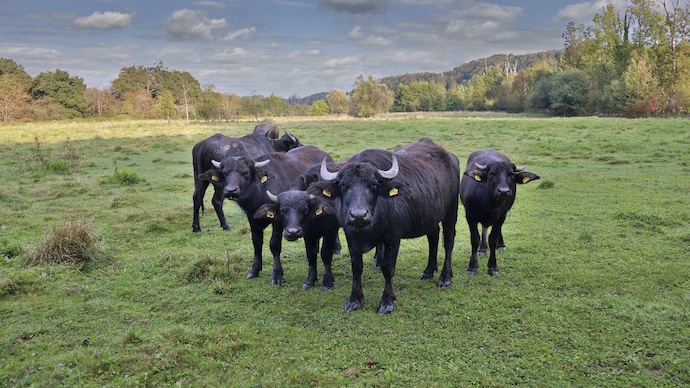 Although the disease is not dangerous to humans, animals develop fever and painful blisters on their mouths and feet. (Photo: Getty Images) water buffalo