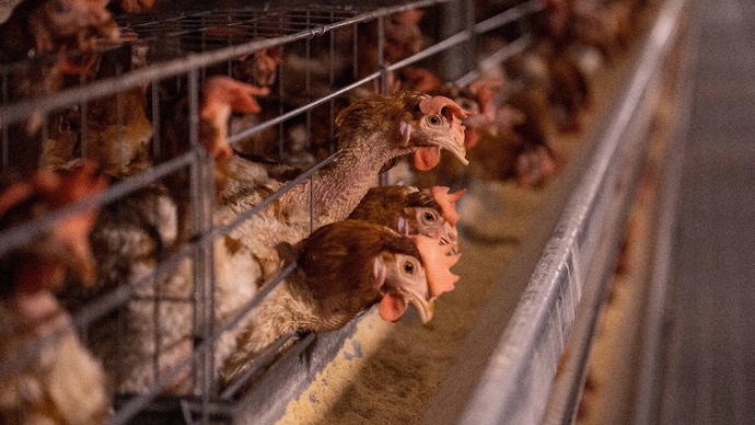 Telangana zoos halt chicken, eggs usage after bird flu cases increase