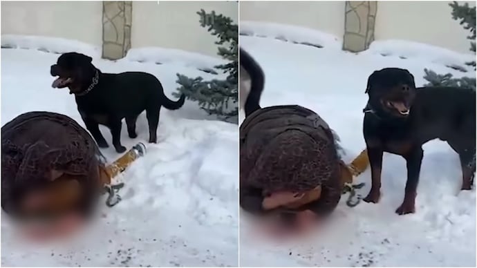 Rottweiler dog attack video - Russian mother protects child from brutal Rottweiler attack as blood stains the snow Viral video - India Today