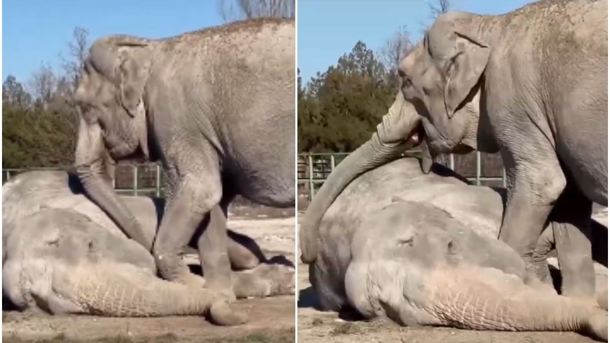 An elephant mourns the loss of its long-time companion in a now-viral video. Elephant mourns the loss of its long-time companion.
