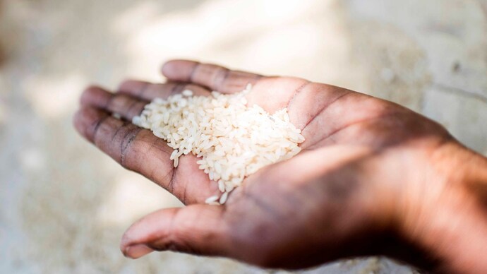 The porous nature of rice makes it prone to soaking arsenic especially with soil and water. (Photo: Getty Image) The porous nature of rice and its submerged rising conditions make it prone to soaking arsenic especially with soil and water.
