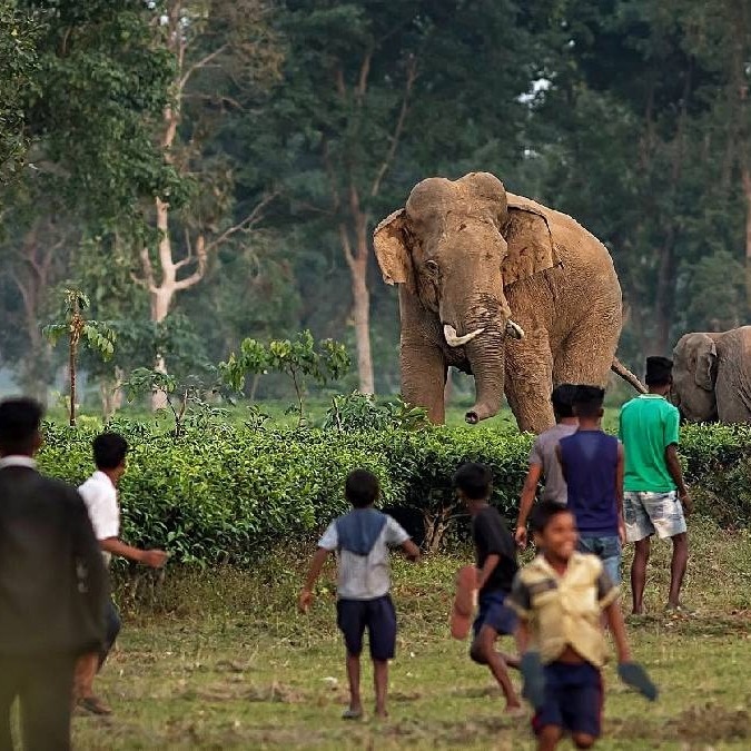 human wildlife conflict solution