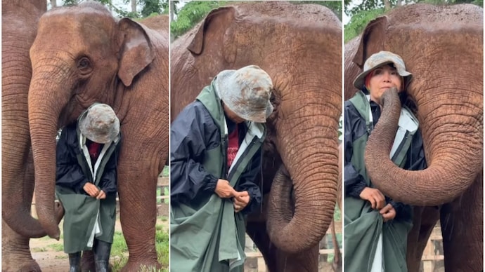 A video of two elephants trying to shield their caretaker went viral. (Photos: Lek Chailert/Instagram) elephant video viral