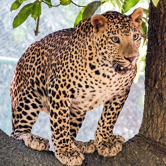 Goa leopard lsv 希少