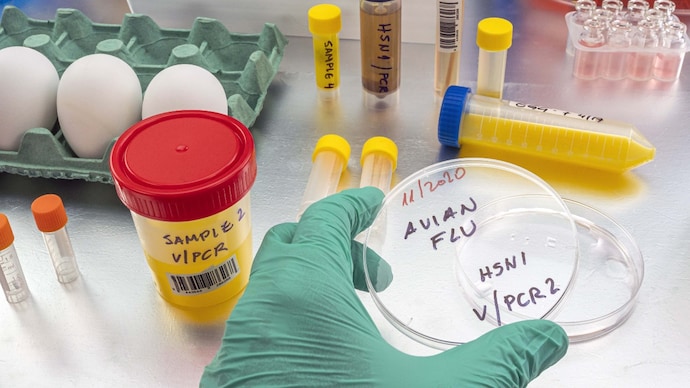 Modern announced that the US Health and Human Services Department had canceled funds for its experimental vaccine. (Photo: Getty Image) Bird flu, test for ideological image