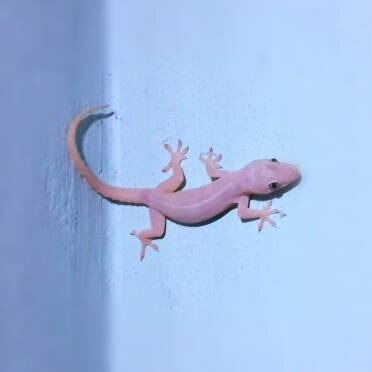 tobacco and coffee for lizards 6 Easy Ways To Keep Out Of Your Kitchen flavorful cup packed with an extra dose of caffeine 12 ways to remove lizards
