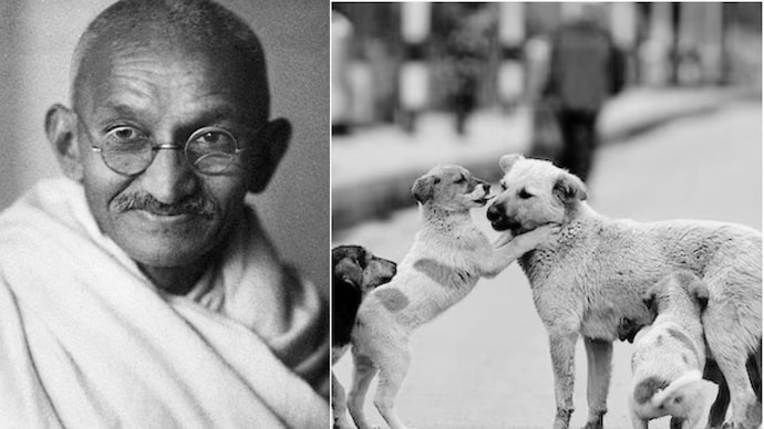 When pet dog lover Gandhiji approved the killing of 60 strays - India Today
