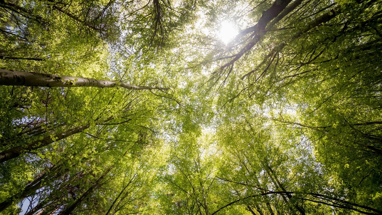 India's forests are turning weaker: IIT Kharagpur study shows 5% drop in health