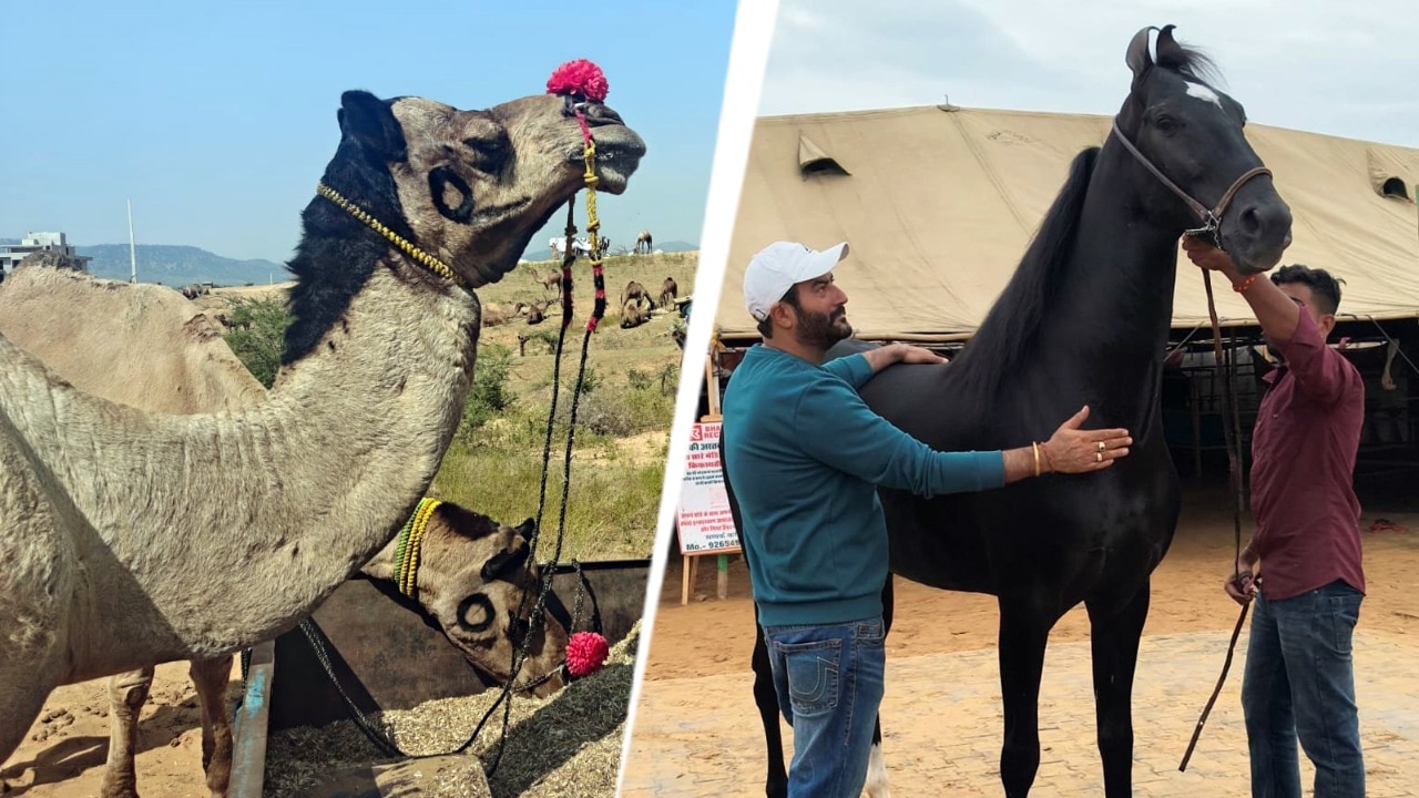 Pushkar fair sees camel numbers fall as horses take the lead