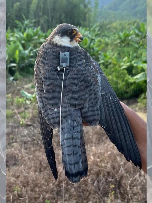 Amur falcon 150g india kenya 6000km nonstop migration flight record - India Today