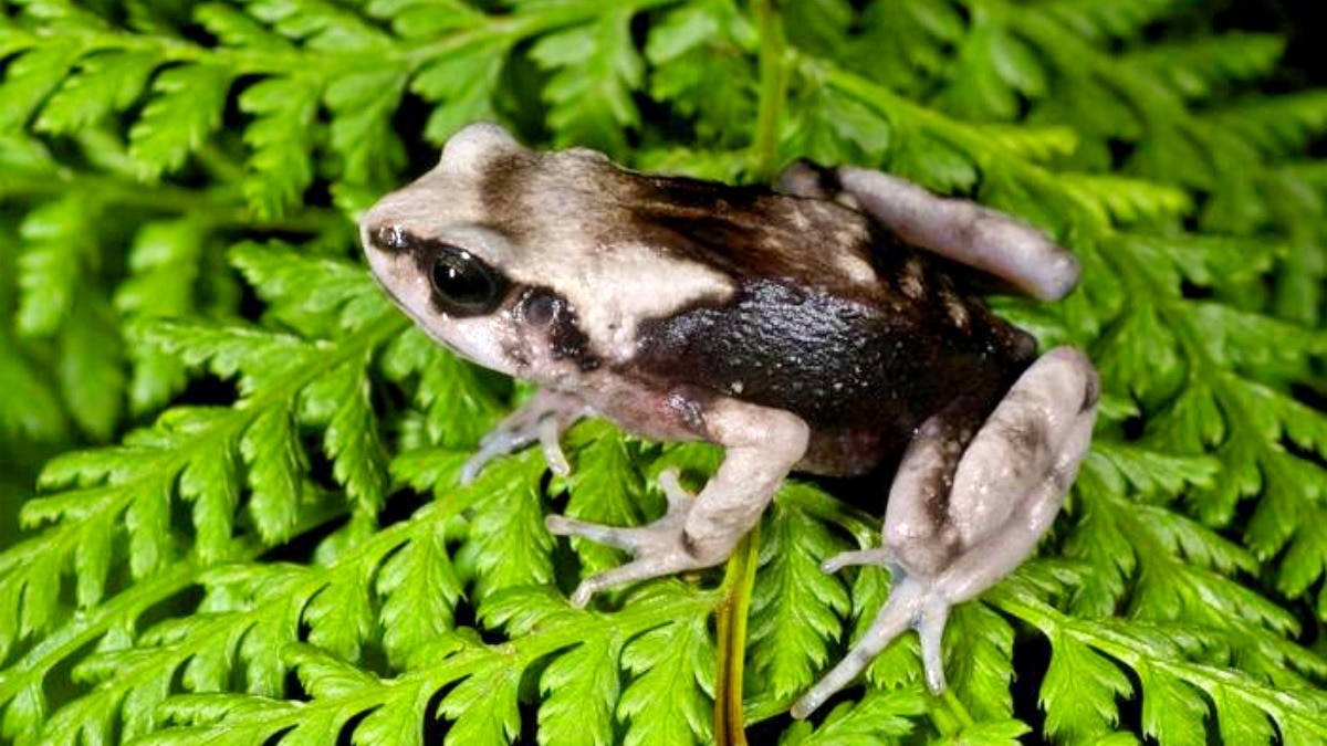 Three toad species defy evolution. They don't lay eggs at all