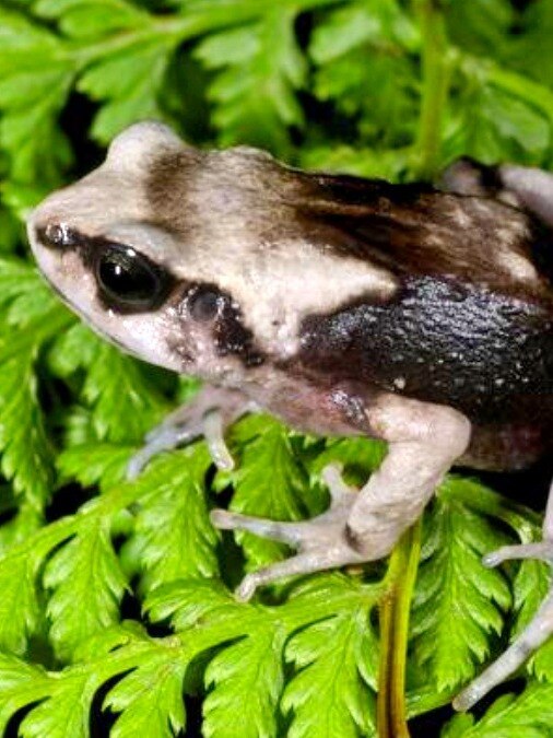 tree-toad-07234861-3x4.jpg?