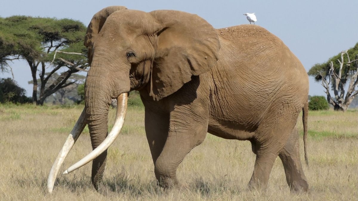 Tooth weighing 90 kg: Kenya's legendary super tusker elephant dies