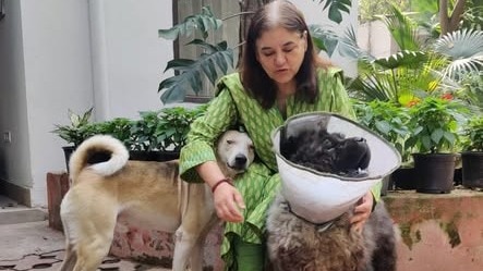 Kasab didn't commit contempt: Supreme Court slams Maneka Gandhi in stray dogs case