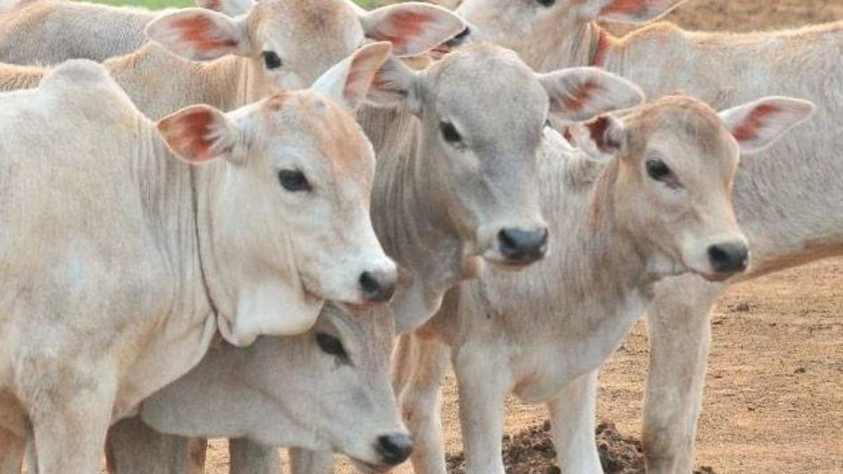 Ahmedabad Deploys AI For Cow Identification