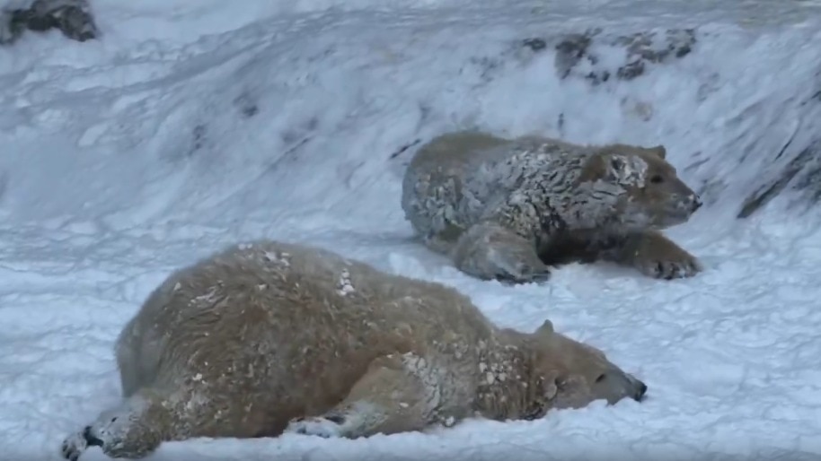 Watch: Polar bears in Hungary see real snow for the first time