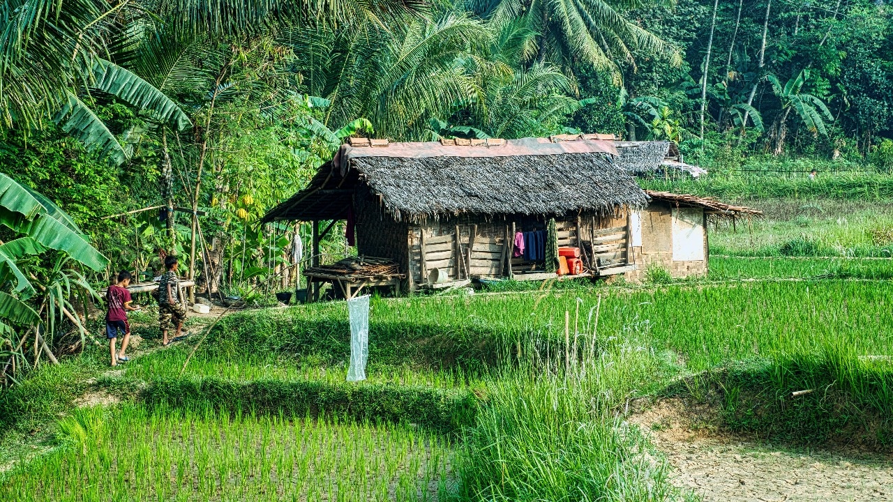 Agroforestry as a career: Jobs, skills and rural futures