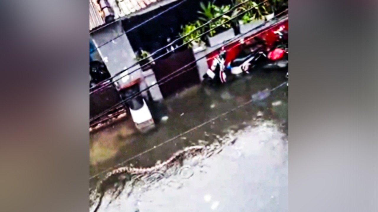 Watch: Giant python swims through flooded road in Bali amid historic rain