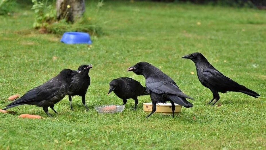 Death of crows sparks concern in Tamil Nadu town, officials rule out health risk