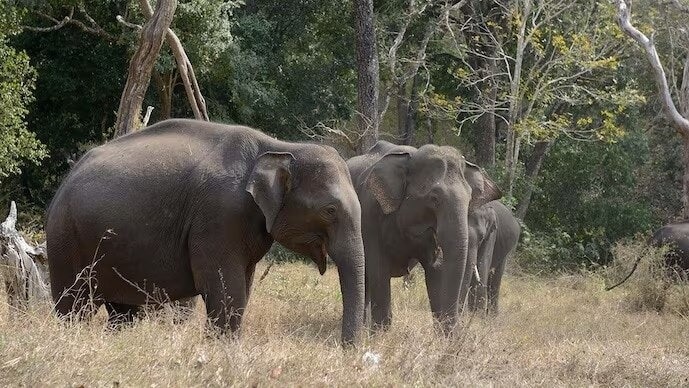 Four of family among six killed as wild elephants storm Jharkhand village