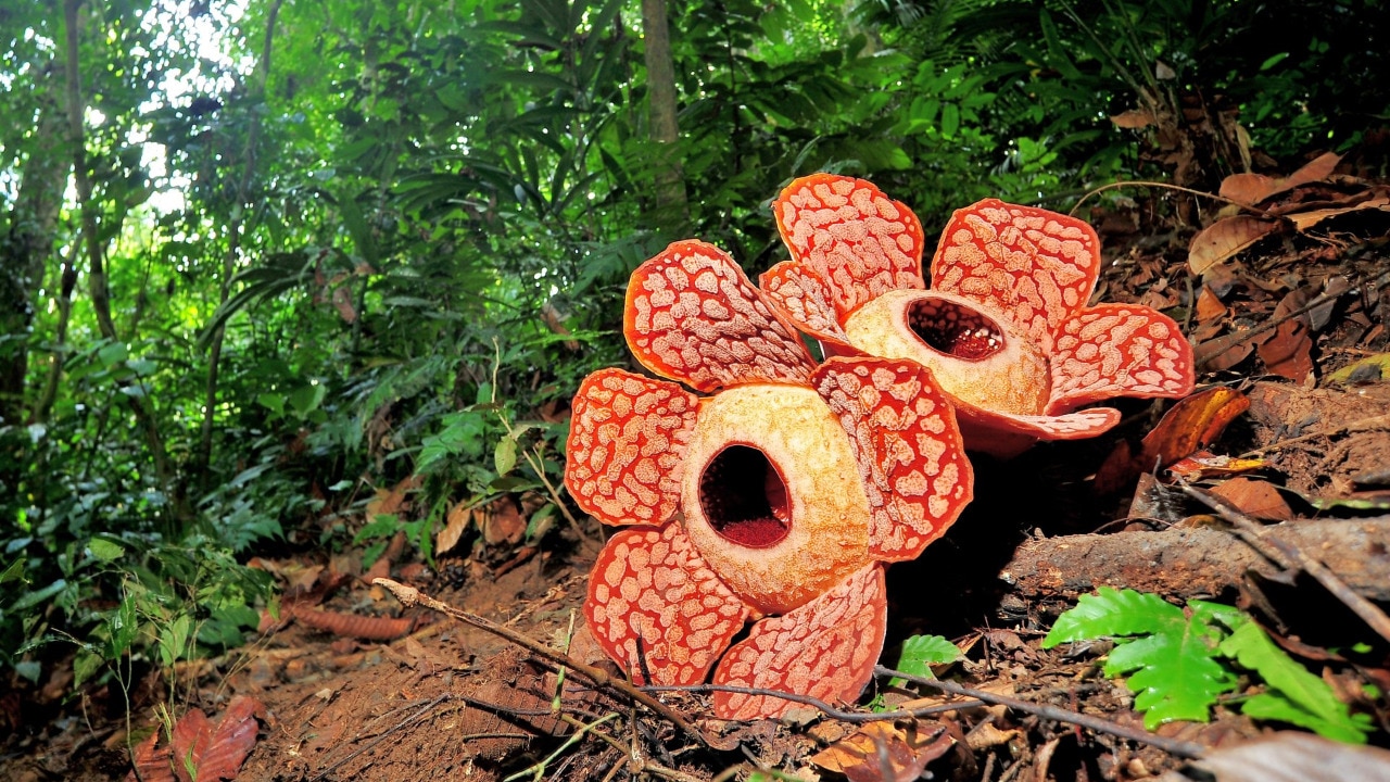 Which is world's largest flower, and why has nature made it smell so bad?