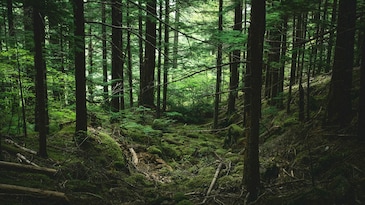 Which country has the most forests in the world? Which country has the most forests in the world?