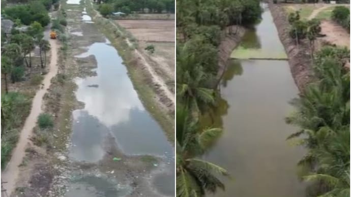 A 3-km stretch of the Buckingham Canal in Cuddalore has been revived into a mangrove ecosystem after being cleared of garbage and plastic waste.