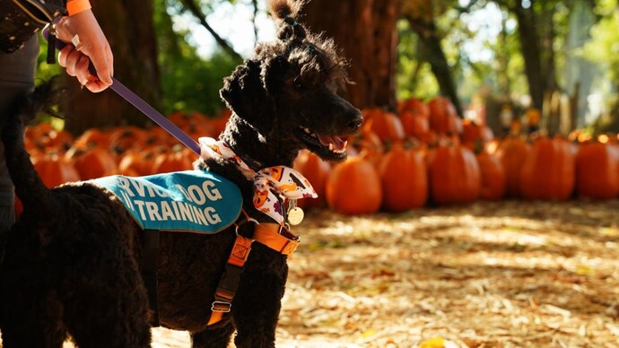 Chinese woman spends Rs 1.6 lakh every month on pet dog’s ‘school' (Photo: Representational Image from Pexels) Chinese woman spends Rs 1.6 lakh every month on pet dog’s ‘school'