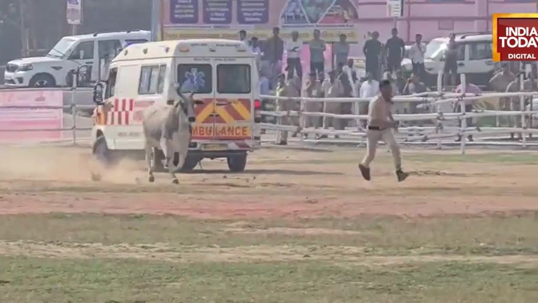 Cow strays onto helipad before CM Nitish Kumar's Begusarai visit, triggers scare