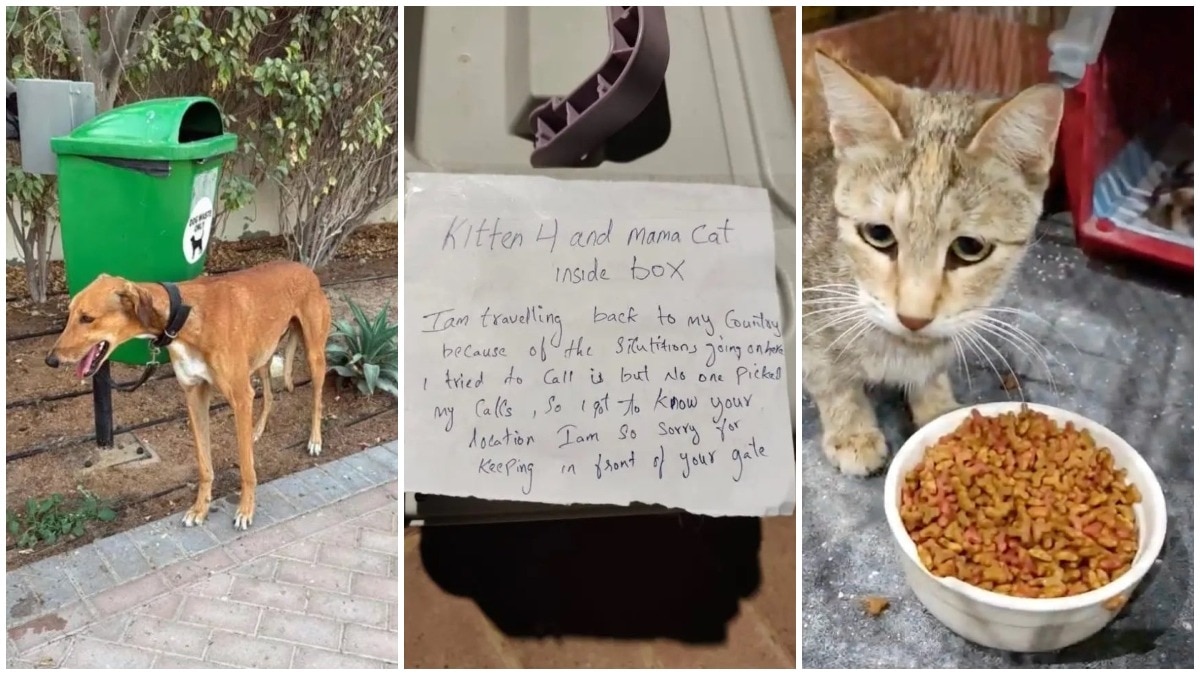 Dubai Expats Dump Pets as They Flee War