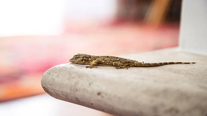 House lizard spotted on a wall as temperatures rise indoors.