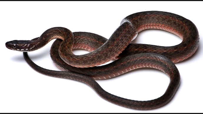 Keelback snakes are typically non-venomous. (Photo: WII) Keelback snake