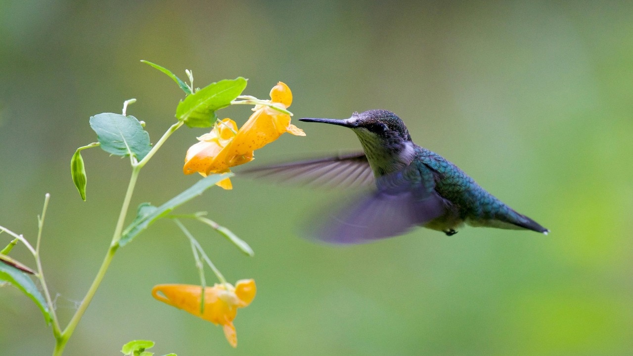 Not Asia or Africa, this continent is known as the bird continent