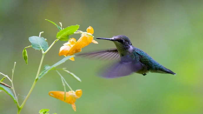 Not Asia or Africa, this continent is known as the bird continent Not Asia or Africa, this continent is known as the bird continent
