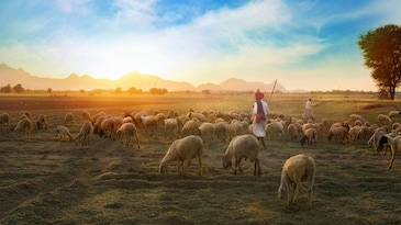 Rajasthan's hidden secret to fight summers, and why it matters now Rajasthan's hidden secret to fight summers, and why it matters now