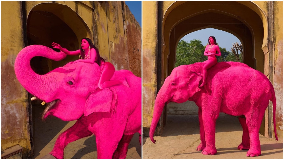 Russian photographer paints elephant pink in Jaipur for photoshoot, faces backlash