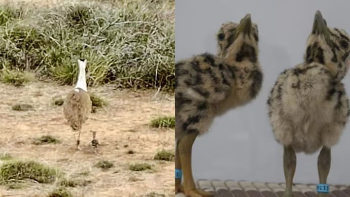 The female Great Indian Bustard stands guard over her newly hatched foster chick in the Kutch grasslands. (File Photo and X/@byadavbjp) The female Great Indian Bustard stands guard over her newly hatched foster chick in the Kutch grasslands. (File Photo and X/@byadavbjp)