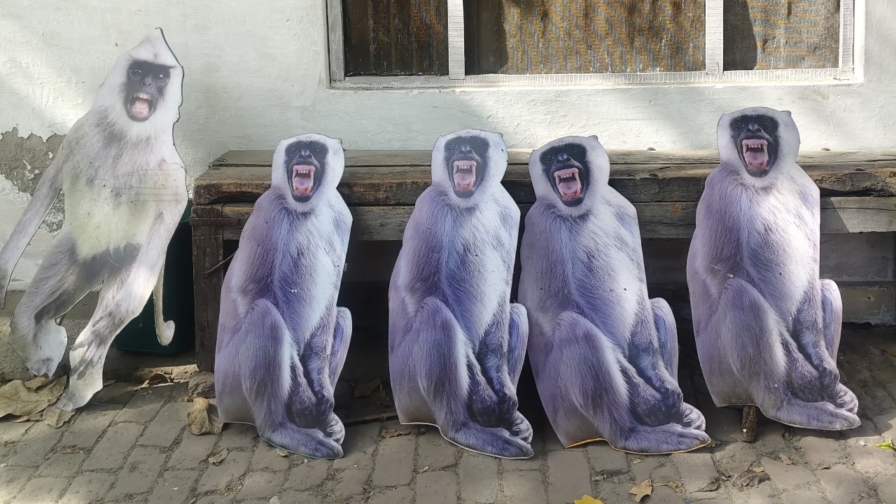 Langur cutouts to keep monkeys at bay ahead of President's Vrindavan visit