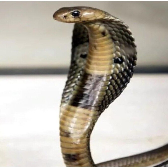 Kerala issues guidelines as snakebite incidents rise amid heatwave