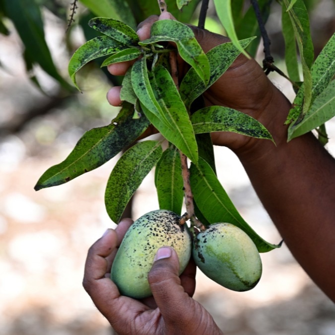 This summer, failed Alphonso is the fruit of Konkan’s labour
