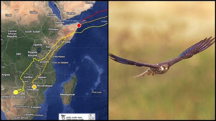 Satellite data show that Amur falcons leaving India can cover about 5,000-6,000 km to East Africa in under a week. (File Photo) Amur falcon flight