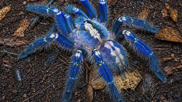 An image of the critically endangered Peacock Tarantula. (Photo: X/@APDeputyCMO) Andhra Pradesh launches plan to protect rare peacock spider
