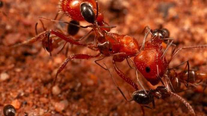 Harvest ants being groomed and cleaned by other smaller ants. (Photo: Mark Moffett) Ants offer a unique cleaning and grooming service. Here's what that means