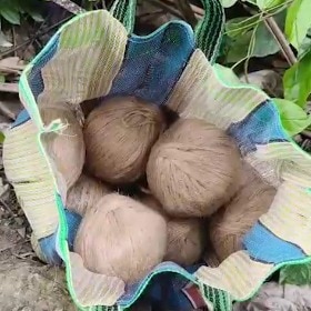 Crude bombs recovered near Trinamool worker’s home; party deflects blame