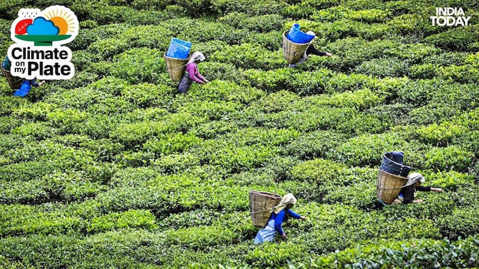 A view of a tea garden in Assam where workers are plucking tea leaves. (Photo: Reuters) Chai vs Climate change: Is India's favourite drink losing or winning?