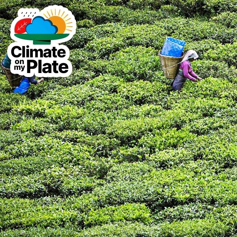 Read the tea leaves: India's kadak chai is losing to climate change
