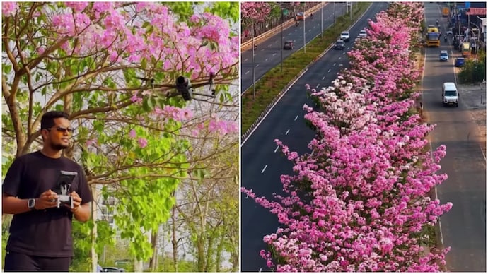 Chennai man records city's pink blossoms on roadside, this is too stunning to miss (Photos: @venkateshram_/Instagram) Chennai man records city's pink blossoms on roadside, this is too stunning to miss