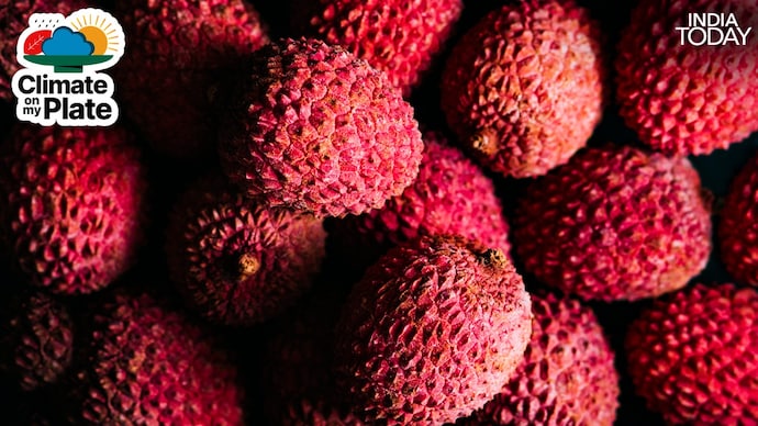 Clusters of ripe red litchi hang from trees in Muzaffarpur, Bihar, the heartland of India's litchi production. Rising temperatures and erratic pre-monsoon weather are threatening the season before it even begins. (Photo: Unsplash) Clusters of ripe red litchi hang from trees in Muzaffarpur, Bihar, the heartland of India's litchi production. Rising temperatures and erratic pre-monsoon weather are threatening the season before it even begins. (Photo: Unsplash)
