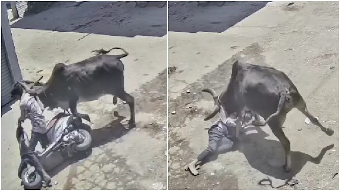 Cow pushes man off scooter, tramples him on roadside in Gujarat Cow pushes man off scooter, tramples him on roadside in Gujarat